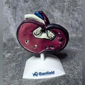 Dog Kidney  Anatomy Model Canine  Veterinary Teaching Pet Clinic  Banfield